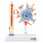 Neuron Model
